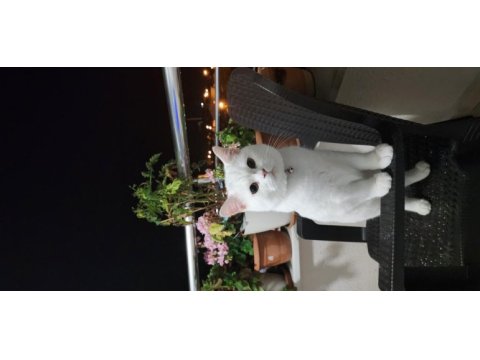 8 aylık british shorthair sahiplendirme istanbul