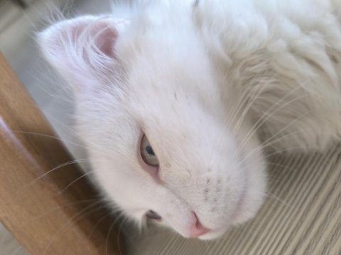 Yavru kedi