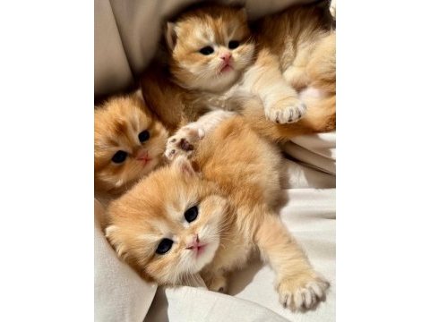 Golden british longhair