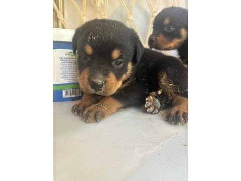 Rottweiler yavrularımız yeni yuvasını arıyor