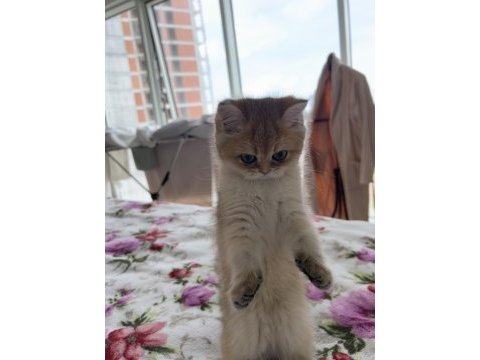 Golden tombiş british shorthair