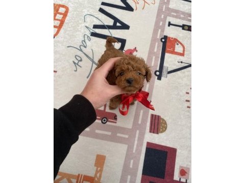 Kore toy poodle dişi yavrularım