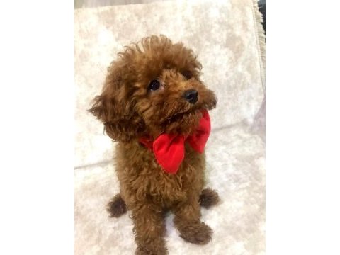 Dostunuz toy poodle
