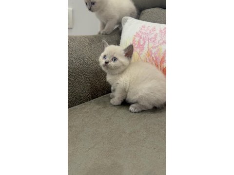 Efsane güzellikte bebekler