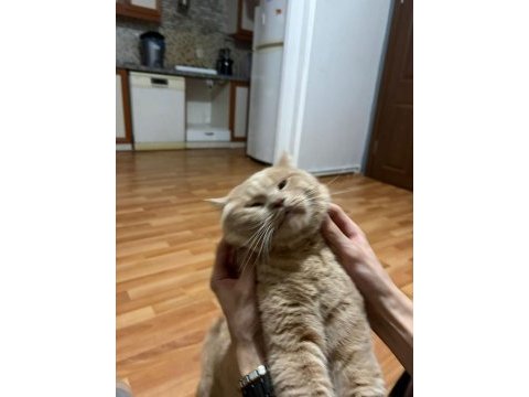 Ücretsiz sahiplendirilecek kedimiz