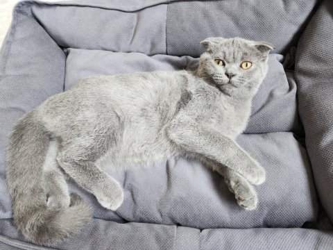 4 aylık erkek scottish fold