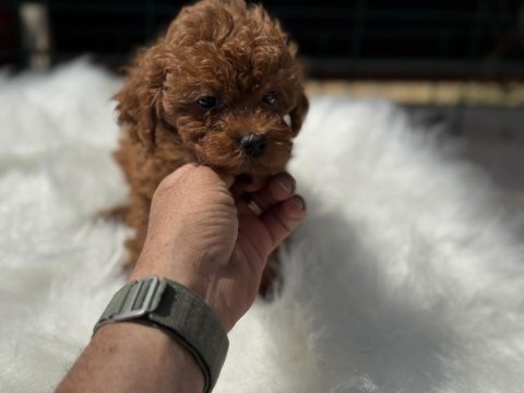 Petmode köpek çiftliğinden toy poodle yavrular