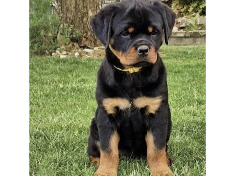 Rotweiler köpeği