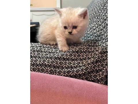 British shorthair bebeğimiz