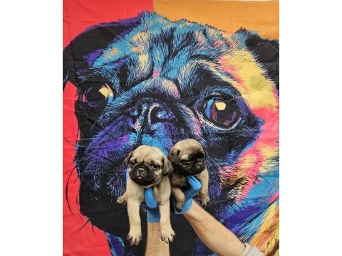 Dişi erkek pug mops yavrularımız
