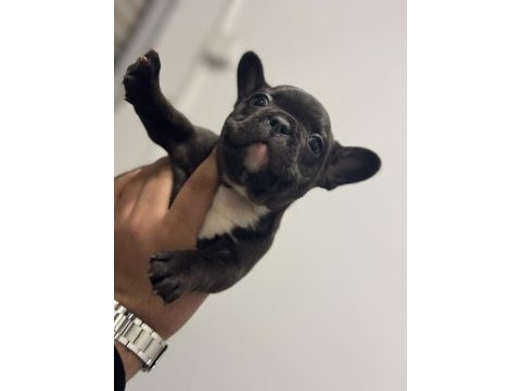 Sütten kesilmiş saf kanlı french bulldog