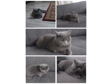 Prenses british shorthair