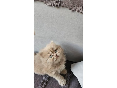 Acil sadece aileye british longhair