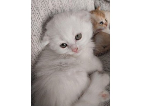 Scottish fold longhair white