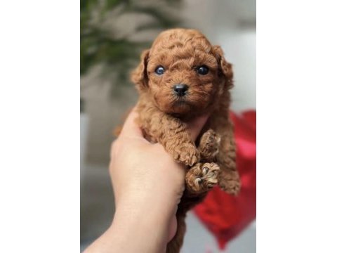 Toy poodle yavru