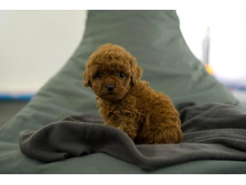 Toy poodle bebekleri