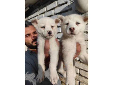 A kalite orijinal husky sibirya yavrular