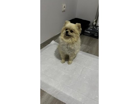2.5 yaşında pomeranian boo surat prenses