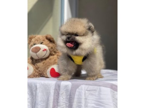 Çağrı çemçem in sizin için seçtiği yavrular 