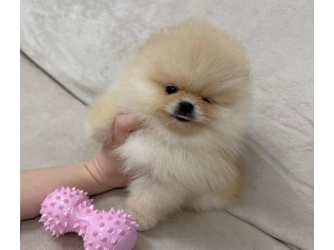 Ayıcık surat gerçek pomeranian boo yavrular