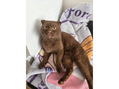 Ücretsiz scottish fold kedisini sahiplendirme