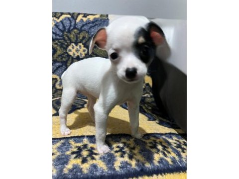 05.03.2025 doğumlu pinscher yavrularımız