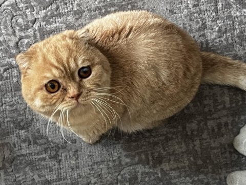 Scottish fold gold kedimiz