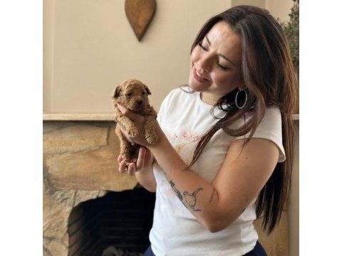 Tüm türkiyeye safkan toy poodle yavru