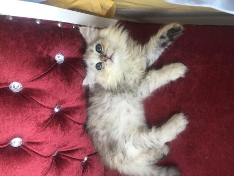 2 aylık chinchilla