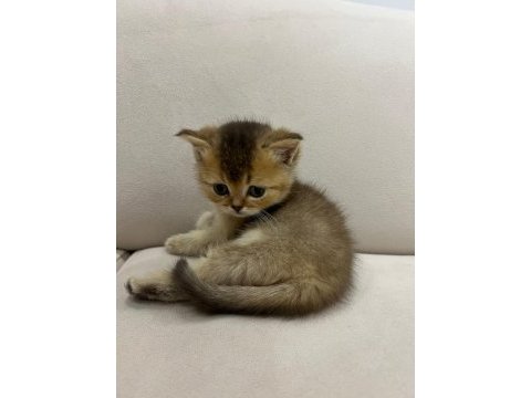 British longhair yavrularımız