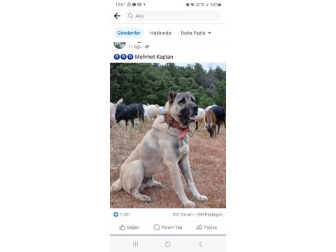 Kurtçu kangal köpeği