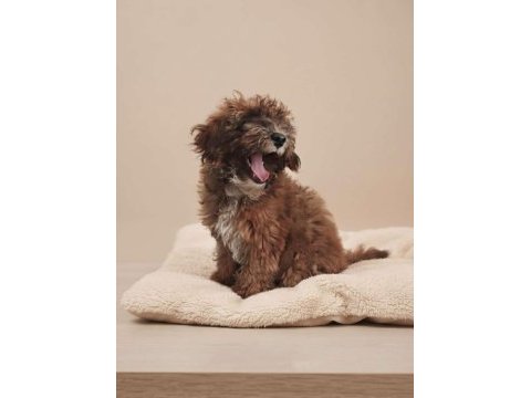 Irk & sağlık garantili sevimli maltipoo