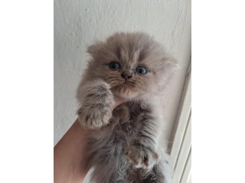 Blue golden british longhair yavrular