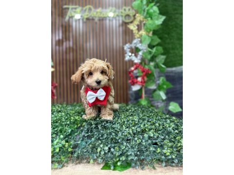 Cinsinin en iyisi maltipoo