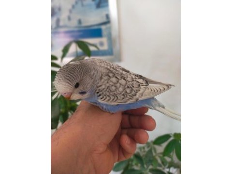 Ele alışık muhabbet kuşları