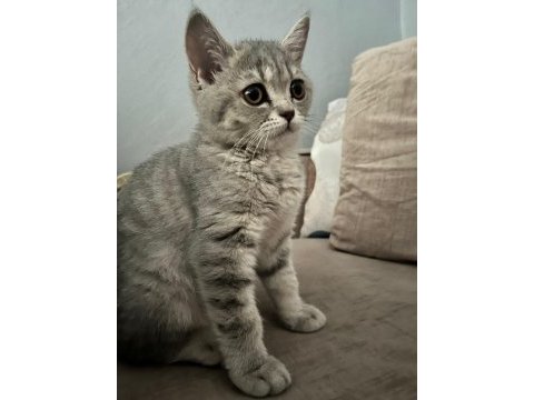 British shorthair kedimiz