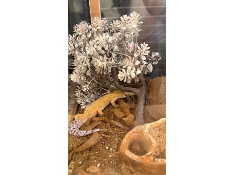Leopard gecko