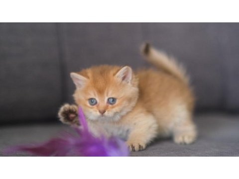 Orijinal safkan british shorthair dişi