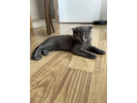 British shorthair kırık kulak