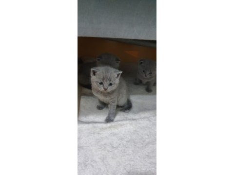 British shorthair