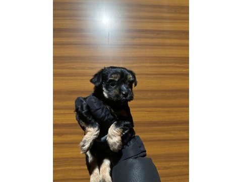 3 aylık kilo garantili morkie aşılı yavru