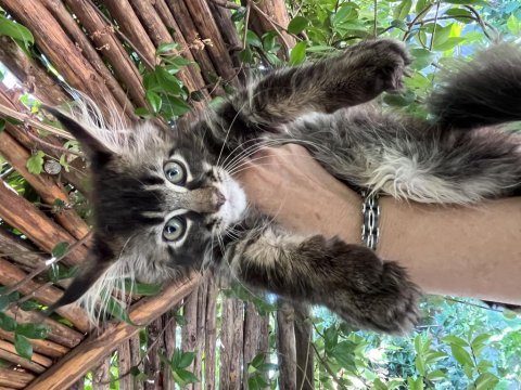 Maine coon deyince tabiki big claw