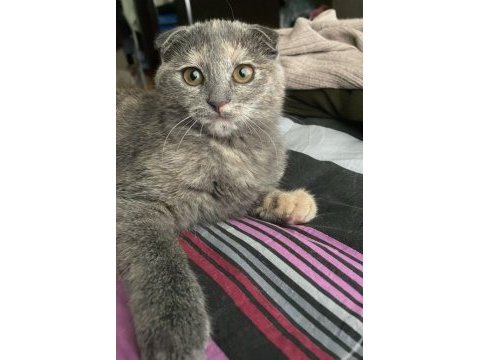 Küçük scottish fold bebeğim yuva arıyor