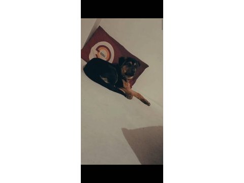 Rottweiler erkek yavru