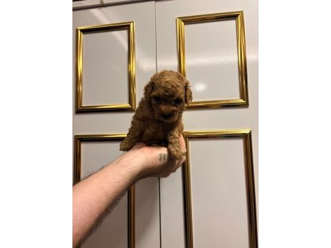 Üst kalite sağlık ırk garantili poodle yavrular