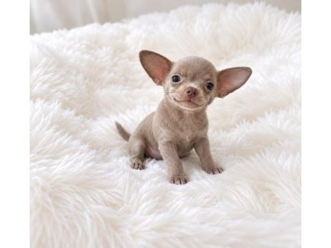 Lilak renk wc eğitimli chihuahua