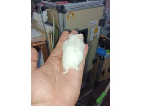 Çok güzel bir beyaz kız ve kara çocuk hamster