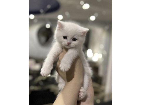 British shorthair beyaz yavrularım 