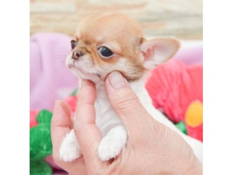 Bardak boy chihuahua yavrular sizlerle