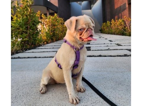 7 aylık pink and tan dişi pug mops izmir